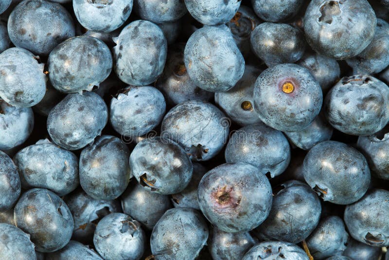 Top View of Fresh Raw Blueberries Stock Image Image of closeup, juicy