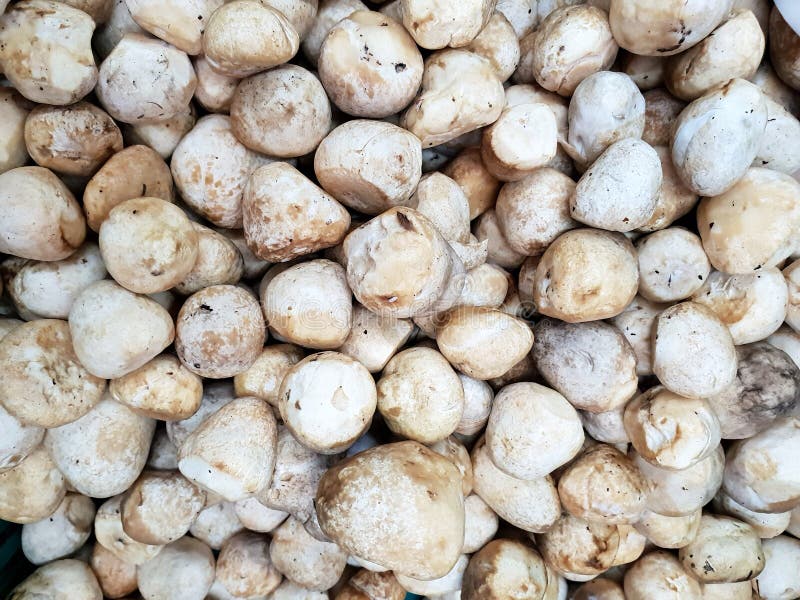 Top view of fresh straw mushroom or volvariella volvacea as a background. royalty free stock images
