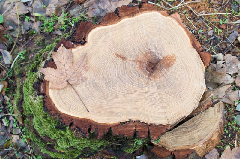Top view of a fresh tree stump from felled maple in a forest