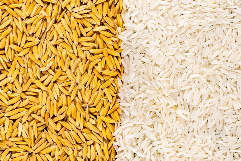 Top view of freshly harvested ripe raw paddy seed and white jasmine rice without husk