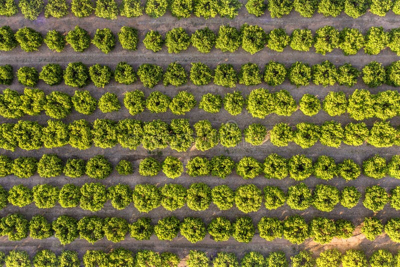 Top view of a fruit trees growing field