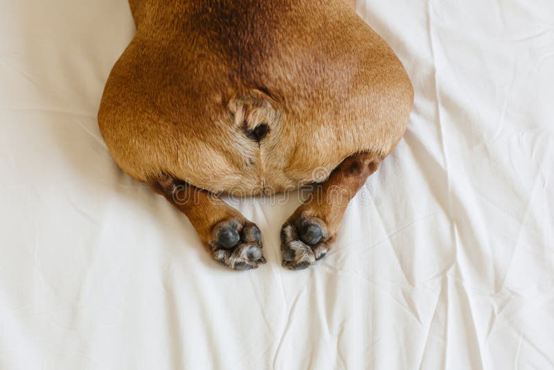 Top view of funny french bulldog bum. Dog lying on bed an relaxing. Daytime and lifestyle indoors