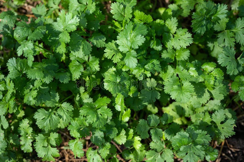 Top View of Green Coriander Leaves Growing in Vegetable Plot Stock