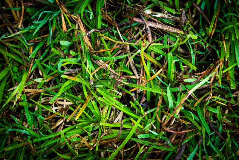 Top view of green grass and weeds. Use for nature concepts stock image Top view of green grass and weeds. Use for nature concepts stock image