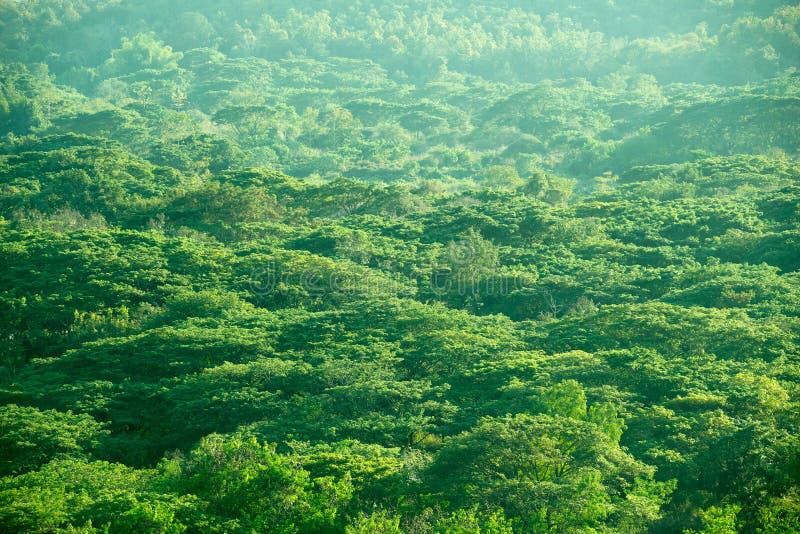 Top View Green Tree Forest Abstract Nature Background Stock Image