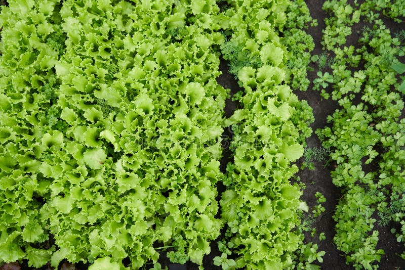 Top View. Growing Green Leaf Lettuce in a Garden Bed. Green Lettuce ...