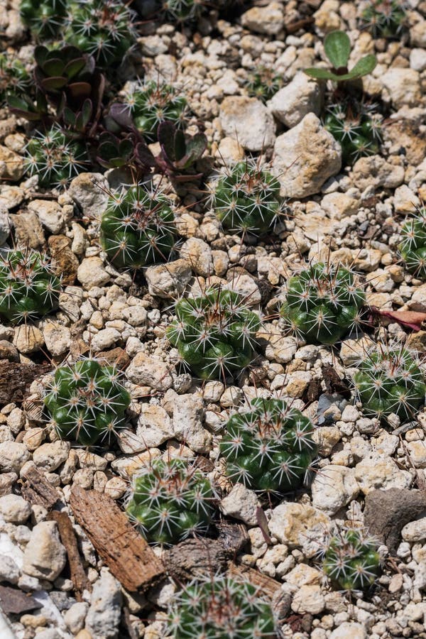 Cactus In Tray Stone Garden Decoration Stock Photo, Picture and Royalty  Free Image. Image 24667452.