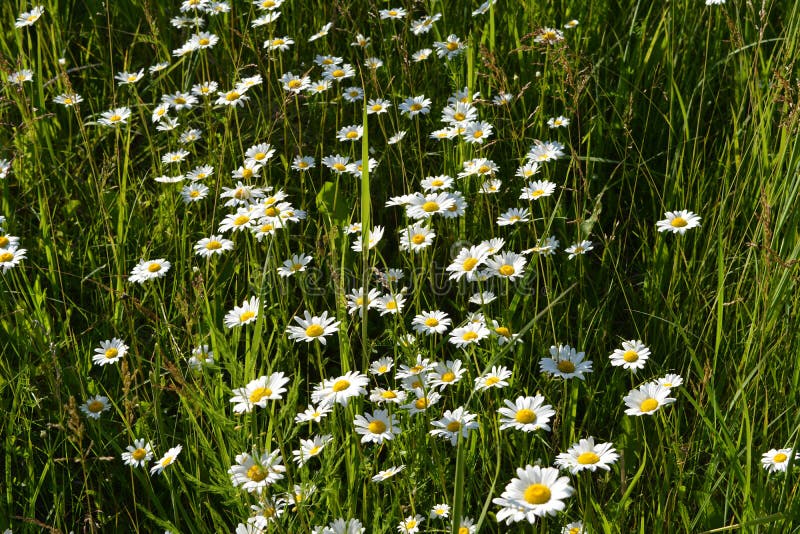 Top View on Herbal Meadow with White Daisy Flowers Stock Image Image