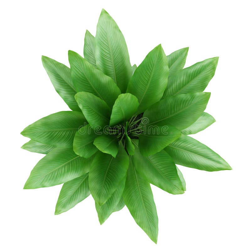 Top View Of Houseplant In Pot Isolated On White Stock Illustration ...