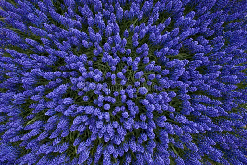 Top view of hyacinths