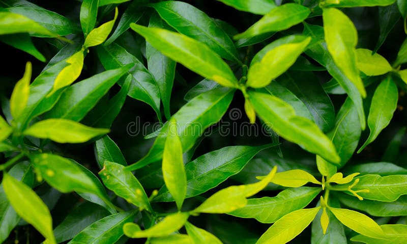 Top view image of a group of bright green leaves royalty free stock image
