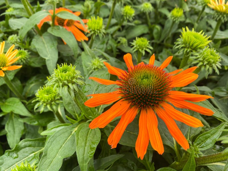 Top view on isolated orange color echinacea flowers with green leaves