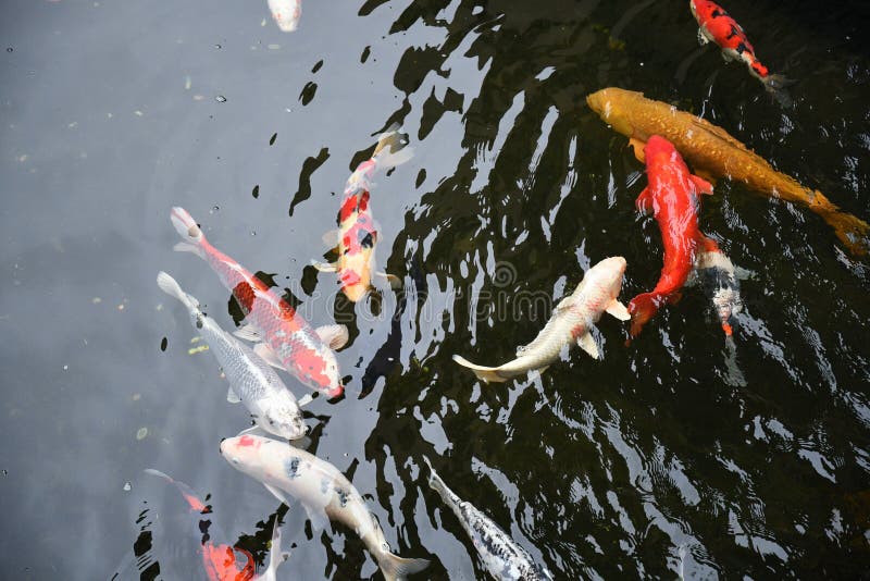 Top view of Japanese koi fishes swim in clean transparent pond water stock photo Top view of Japanese koi fishes swim in clean transparent pond water stock photo