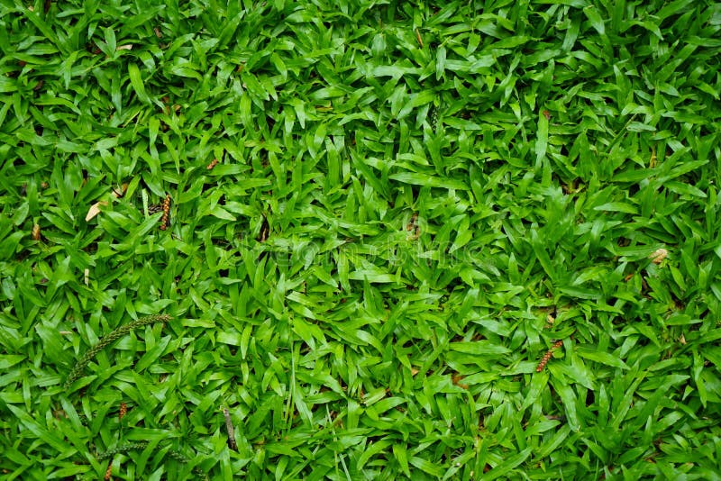 Top View Of Lush Green Malaysian Grass Lawn Background In ...