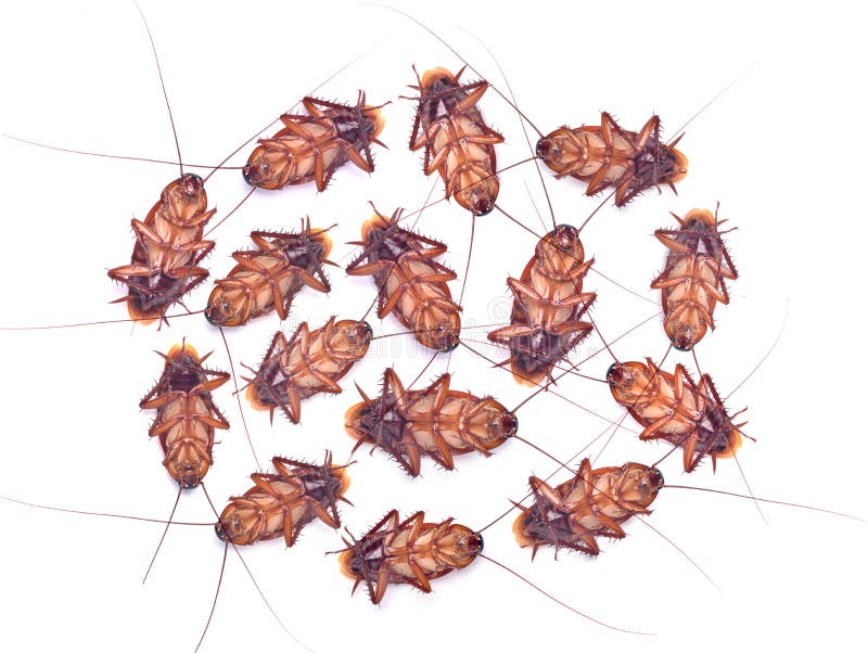 Top View of Many Dead Cockroaches Stock Image - Image of animal, horror ...