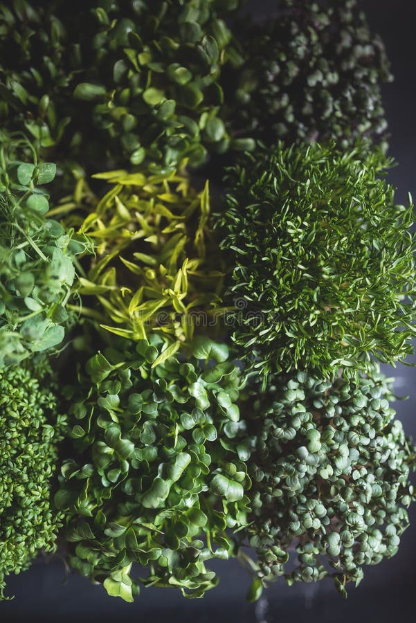 Top view of mixed microgreens, closeup