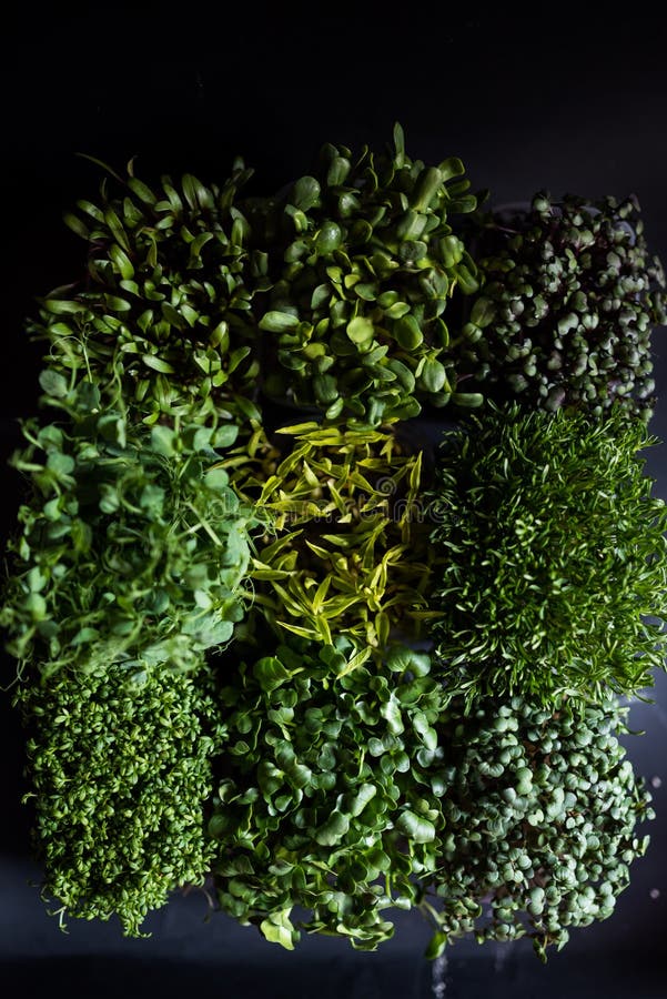 Top view of mixed microgreens