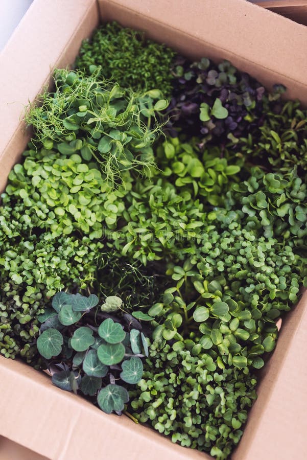 Top view of mixed microgreens