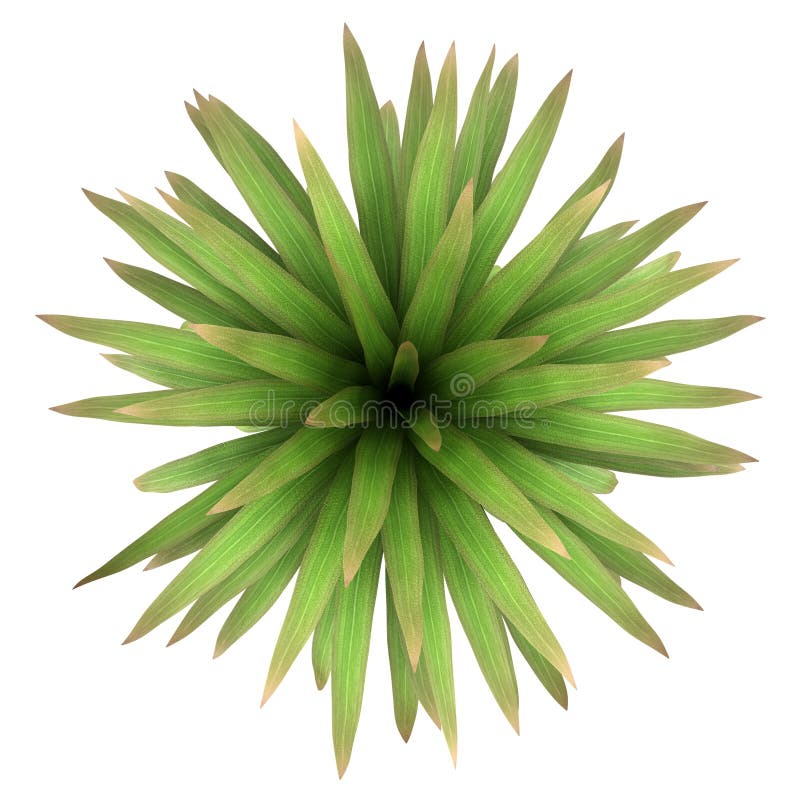 Top view of mountain cabbage palm tree isolated