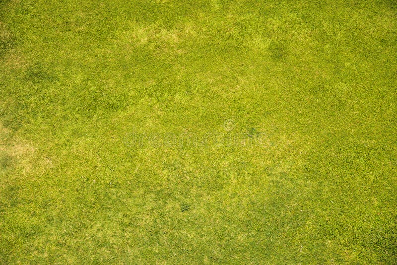 Top View of Natural Green Grass Meadow, Green Grass Texture Land Stock  Photo - Image of grassy, abstract: 147997344