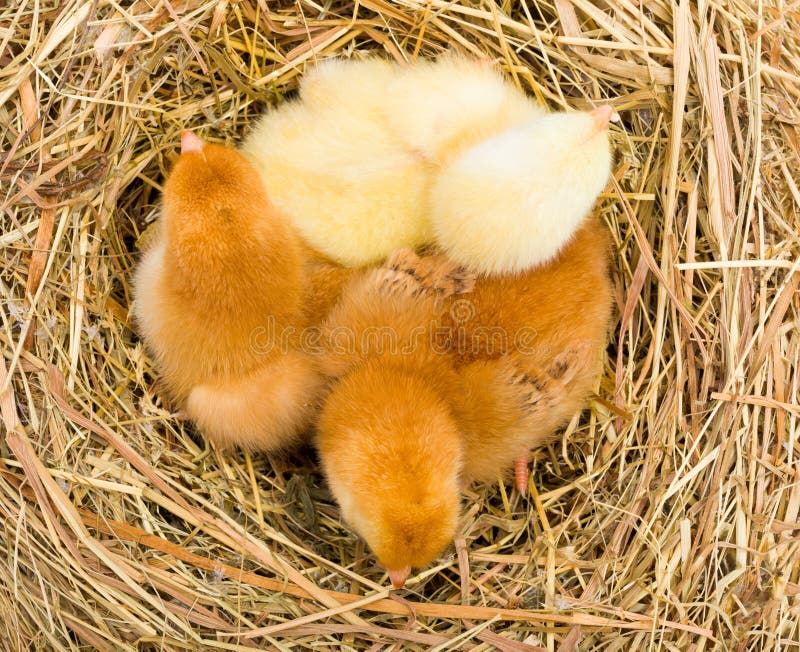 Newborn Chickens and a Mother Chicken Peck at the Food on Hen House in