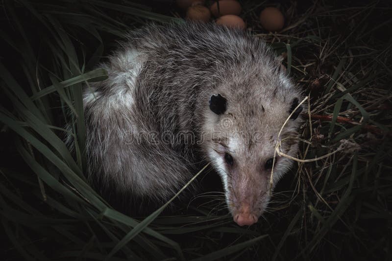 Top View of an Opossum in a Nest. Stock Photo Image of grey, wild