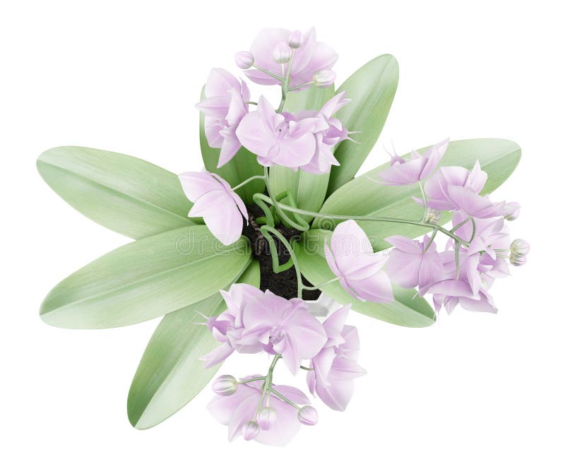 Top View of Orchid Flowers in Pot Isolated on White Stock Illustration -  Illustration of purple, background: 68311771
