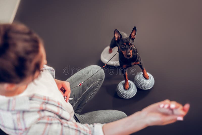 Top view of owner showing food to her cute dark dog stock photography Top view of owner showing food to her cute dark dog stock photography