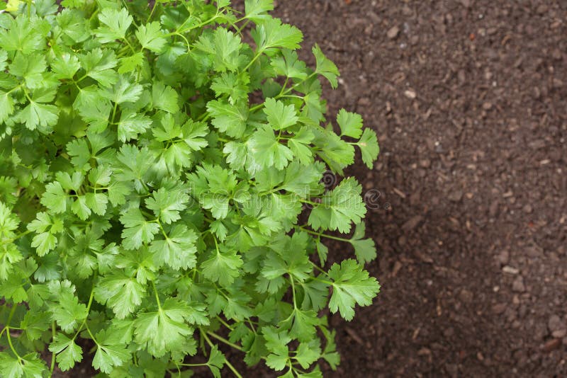 Top view of parsley royalty free stock photo