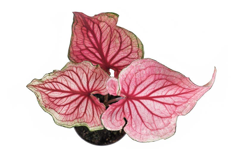 Top view of pink exotic `Caladium Florida Sweetheart` plant in flower pot on white background
