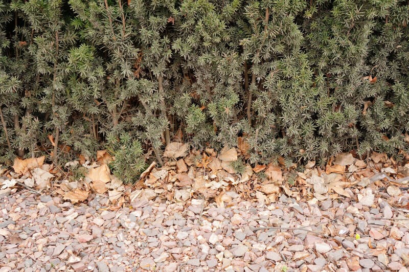 Top View of a Plant with Dry Leaves and Rocks on a Ground Stock Photo