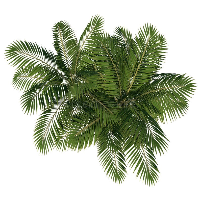 Top View of Plant Generic Palm Tree 2 Tree White Background 3D ...