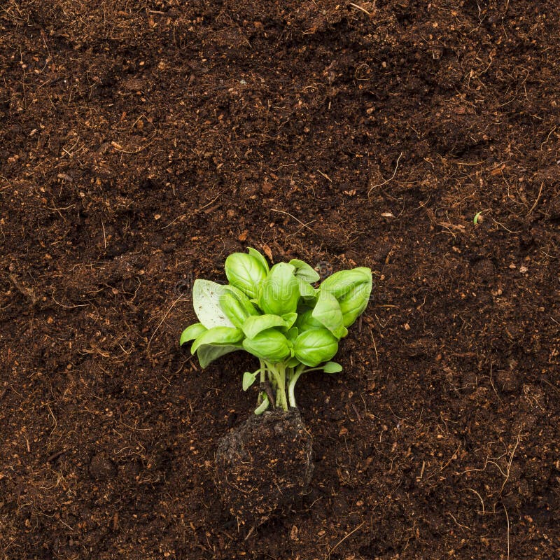 Top View Plant. High Quality Photo Stock Photo - Image of garden, house