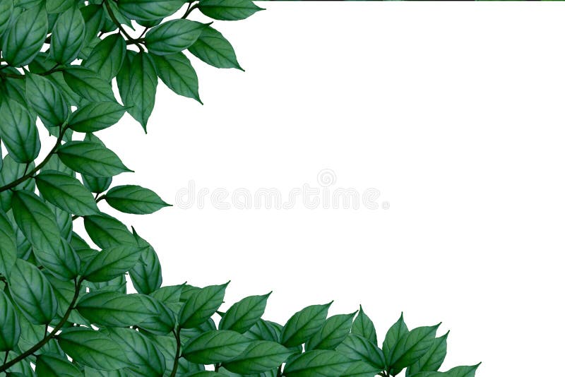 Green leaf. Big green leaf on white background , #sponsored, #Big, #leaf,  #Green, #background, #white #ad