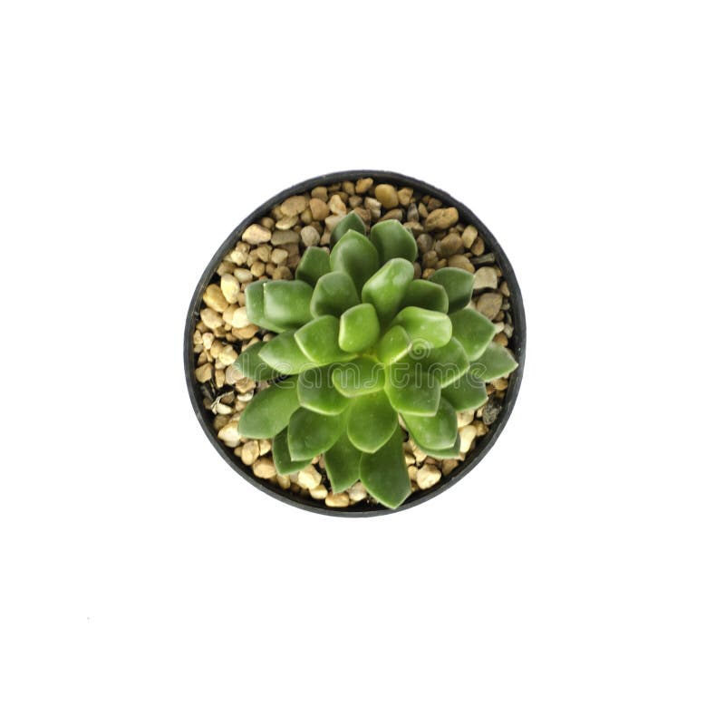 Top view of Potted cactus