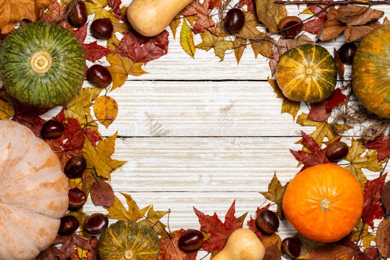 Top view of pumpkins, butternut and chestnuts on a white drifted vintage wood background covered with autumn colored leaves stock photography Top view of pumpkins, butternut and chestnuts on a white drifted vintage wood background covered with autumn colored leaves stock photography