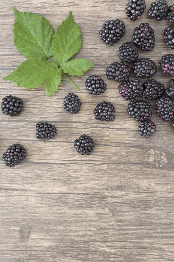 Top View Raw Organic Blackberries Fruit with a Leaf Stock Photo Image