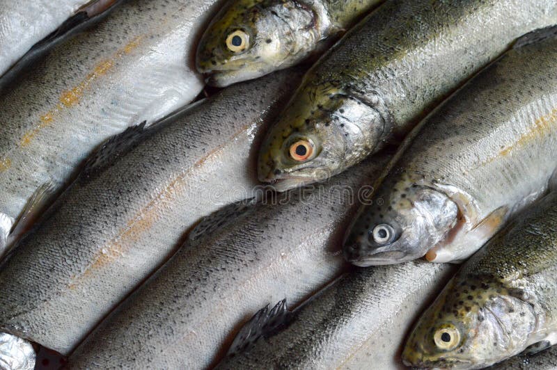 Raw trout fish stock image. Image of fresh, eating, trout 149748681