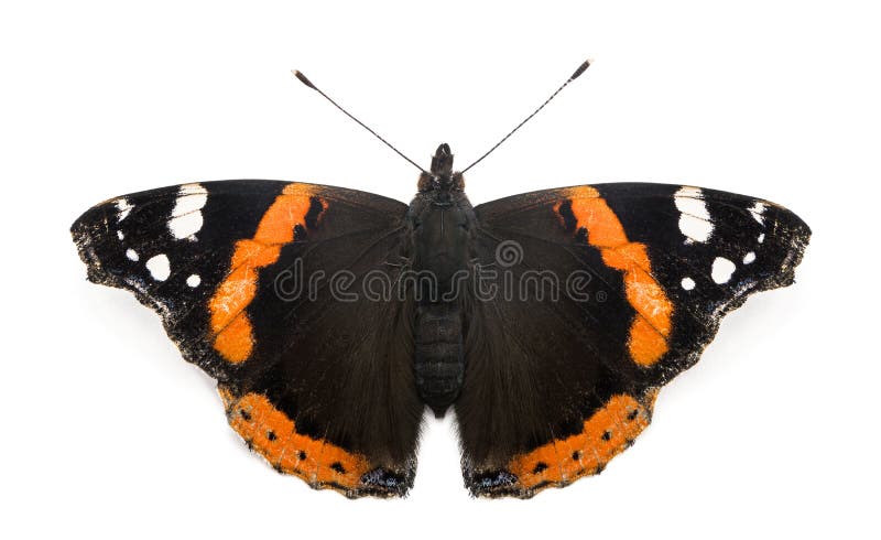 Top view of a Red Admiral butterfly, Vanessa atalanta royalty free stock photography Top view of a Red Admiral butterfly, Vanessa atalanta royalty free stock photography