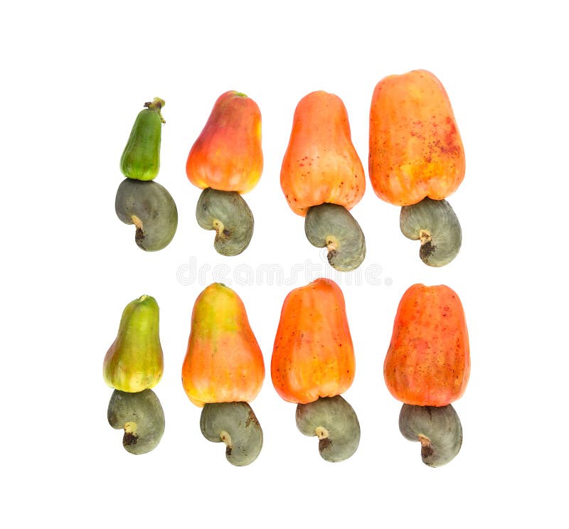 Red Cashew Fruit Isolated on White Background Stock Photo Image of