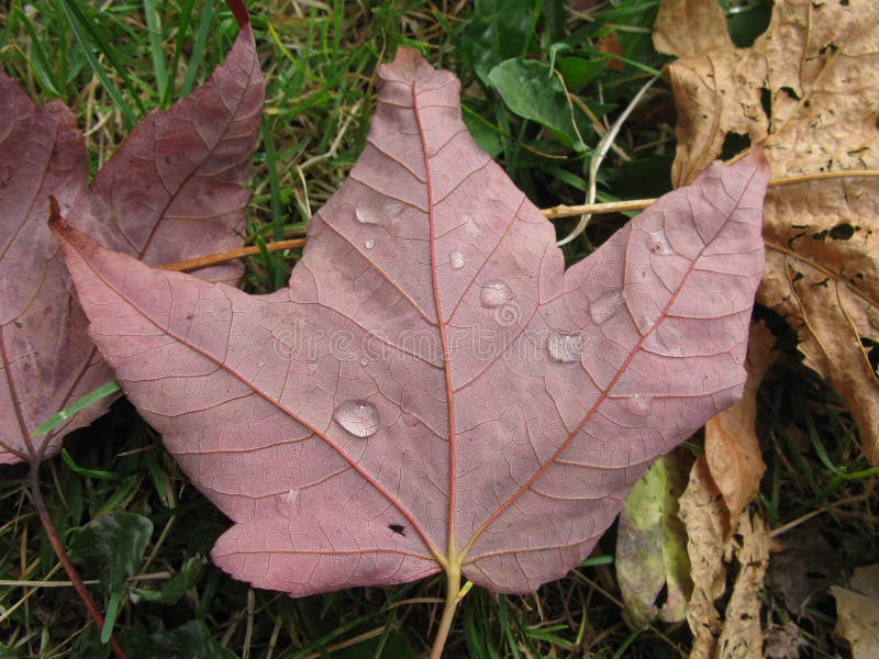 Top view of a red leaf on the ground like on the Canadian flag royalty free stock images