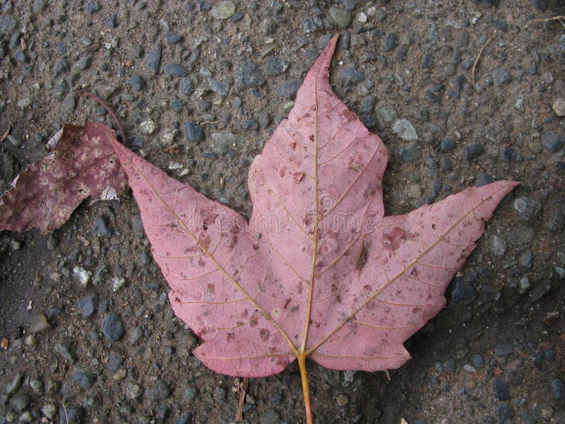 Top view of a red leaf on the ground like on the Canadian flag stock image