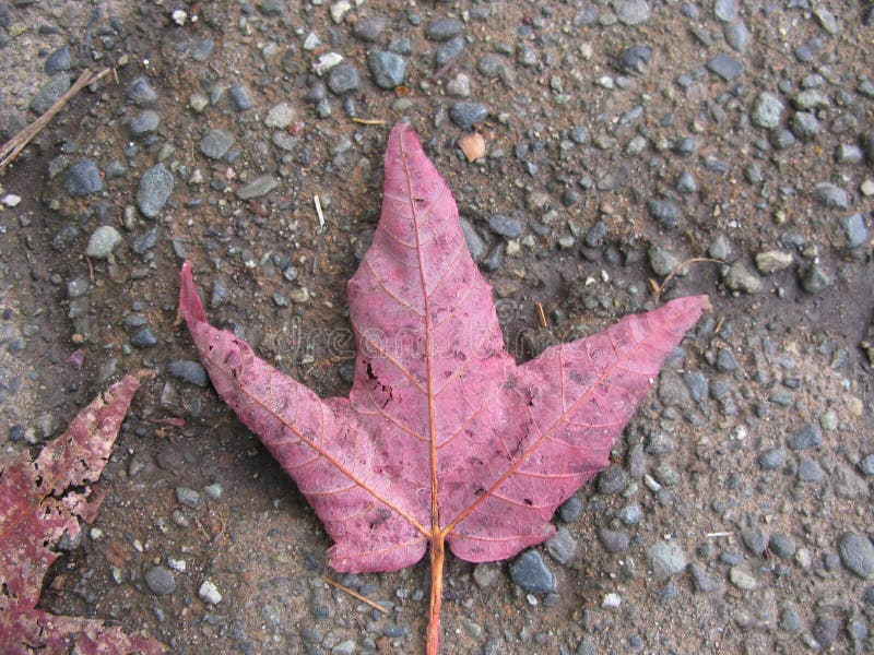 Top view of a red leaf on the ground like on the Canadian flag stock images