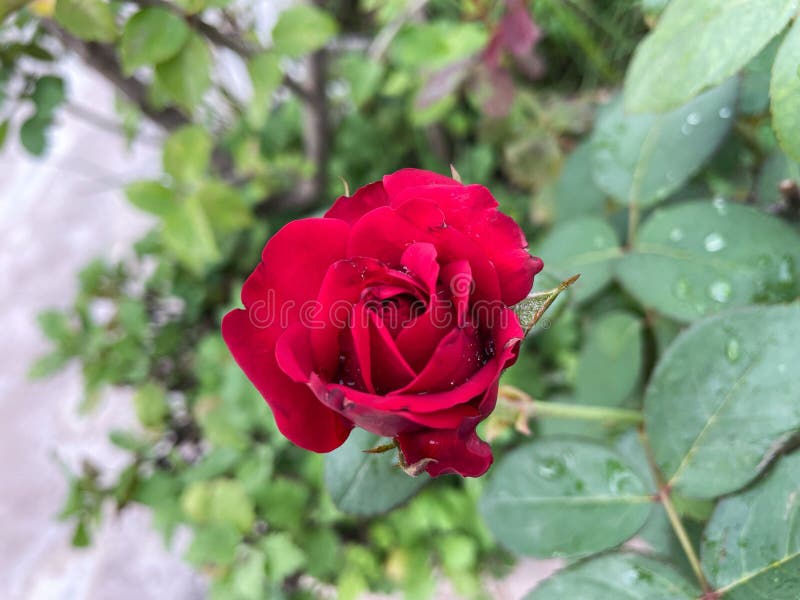 Top View of a Red Rose Growing in a Garden Stock Image Image of
