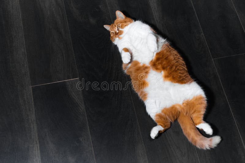 Top view of red white cat lying on the laminate floor.