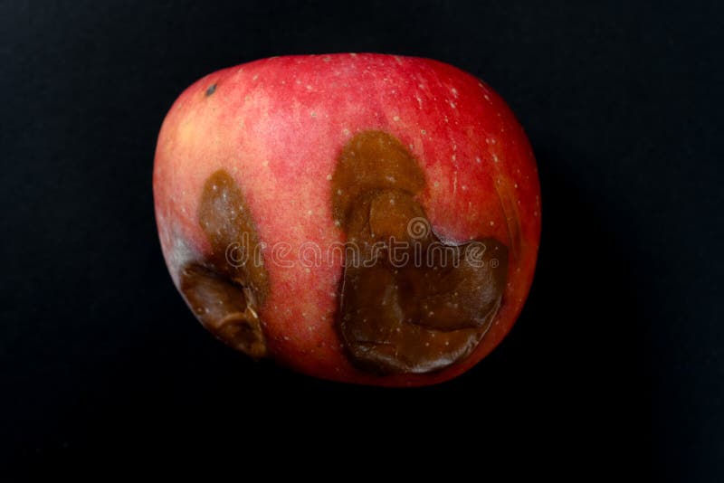 Top View Rotten Mango with Worms on White Background Stock Image - Image of  putrid, hole: 273503067