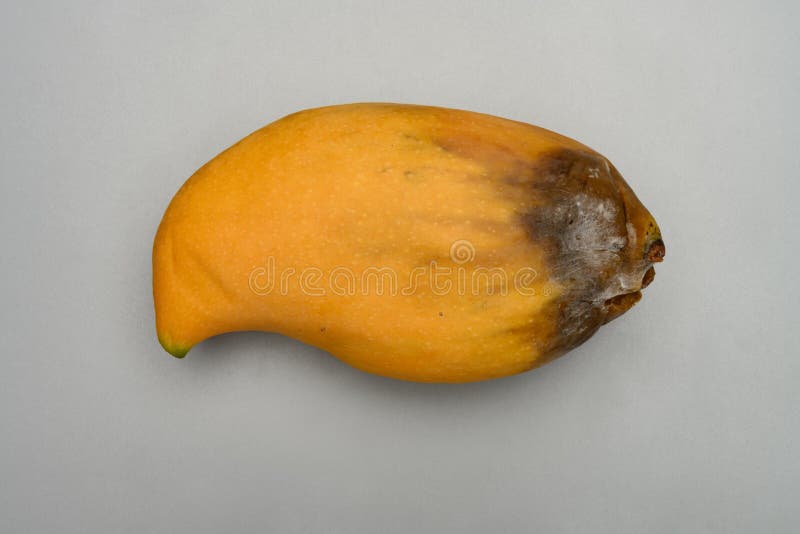 Top View Rotten Mango with Worms on White Background Stock Image - Image of  putrid, hole: 273503067