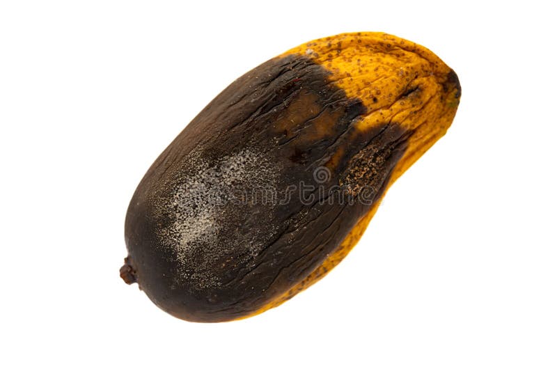 Top View Rotten Mango with Worms on White Background Stock Image - Image of  disgust, disgusting: 272606329