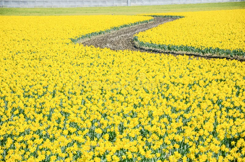 Top view s-curved winding path in daffodil farm at Skagit Valley royalty free stock image Top view s-curved winding path in daffodil farm at Skagit Valley royalty free stock image