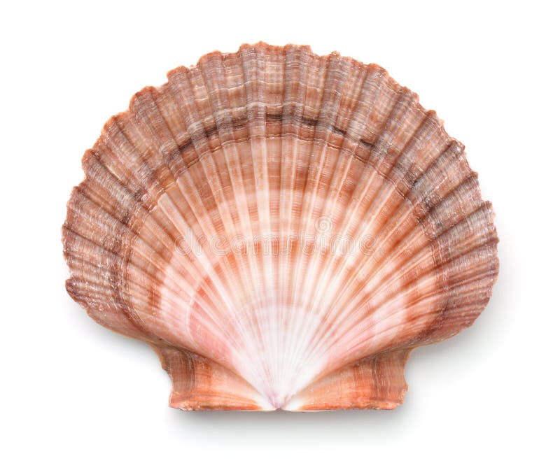 Top view of scallops shell